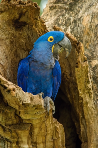 ara hyacintový (Anodorhynchus hyacinthinus)...