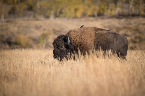 bizon (Bison bison) American bison