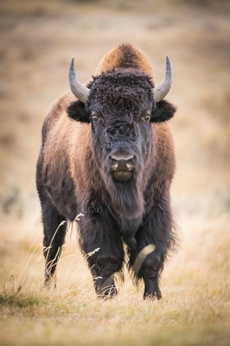 bizon (Bison bison) American bison