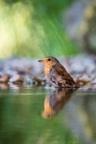 červenka obecná (Erithacus rubecula)...