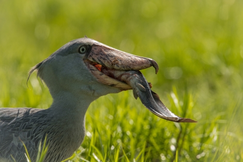 člunozobec africký (Balaeniceps rex)...