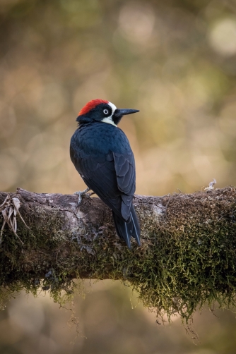 datel sběrač (Melanerpes formicivorus)...