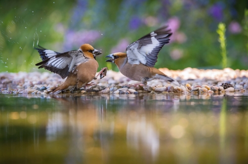 dlask tlustozobý (Coccothraustes...