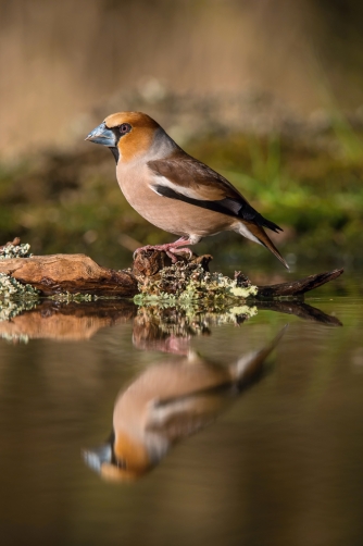 dlask tlustozobý (Coccothraustes...