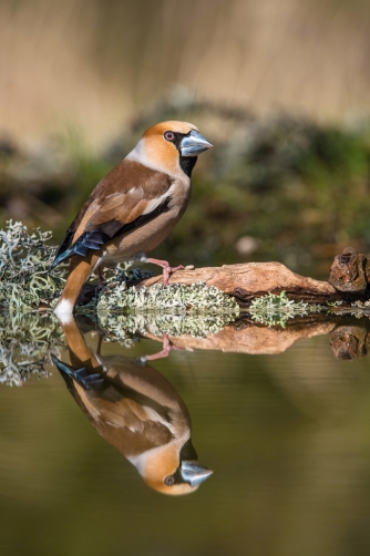 dlask tlustozobý (Coccothraustes...