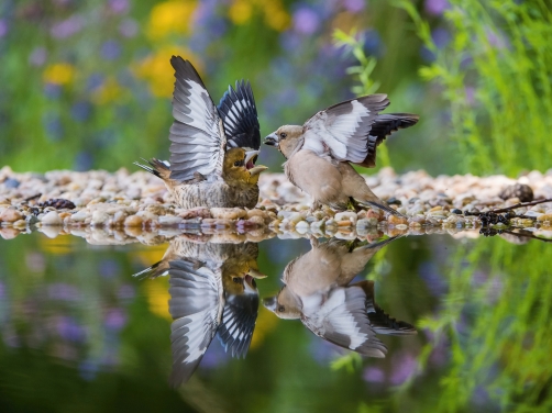 dlask tlustozobý (Coccothraustes...