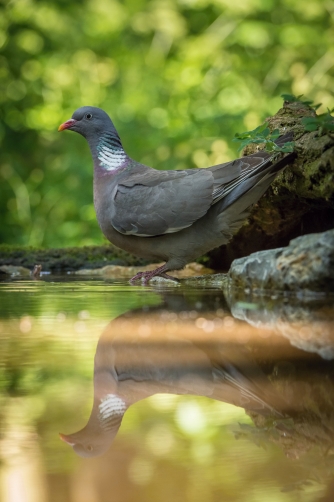 holub hřivnáč (Columba palumbus) Common...