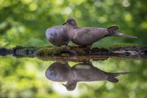 hrdlička zahradní (Streptopelia decaocto)...