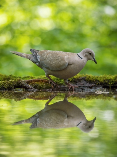 hrdlička zahradní (Streptopelia decaocto)...