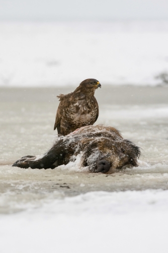 káně lesní (Buteo buteo) Common buzzard