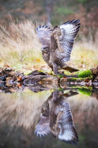 káně lesní (Buteo buteo) Common buzzard