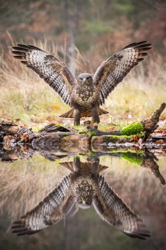 káně lesní (Buteo buteo) Common buzzard