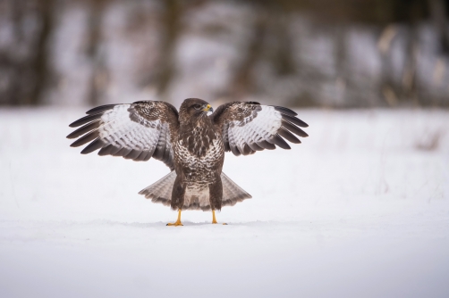 káně lesní (Buteo buteo) Common buzzard