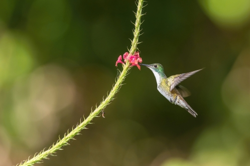 kolibřík běloprsý (Amazilia...