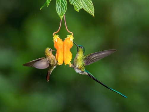 kolibřík Kingův (Aglaiocercus kingi)...