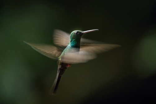 kolibřík křivozobý (Chalybura...