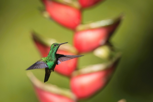 kolibřík měděnořitý (Amazilia tobaci)...