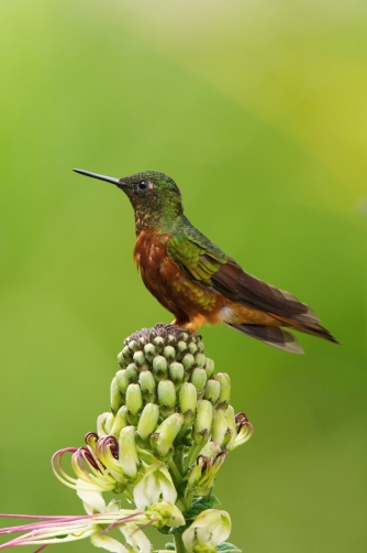 kolibřík peruánský (Boissonneaua...