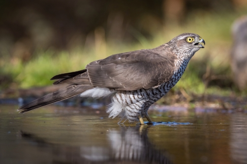 krahujec obecný (Accipiter nisus) Eurasian...