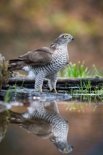 krahujec obecný (Accipiter nisus) Eurasian...