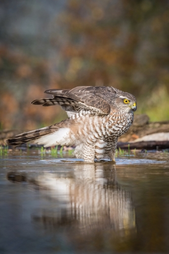 krahujec obecný (Accipiter nisus) Eurasian...