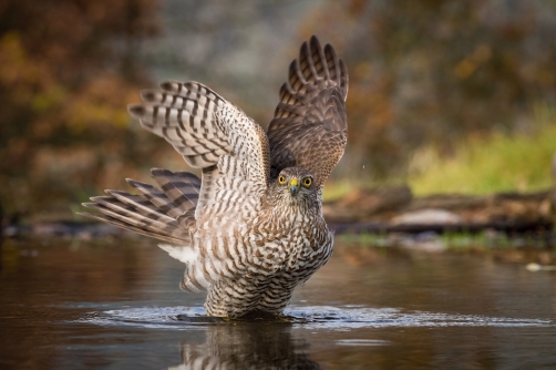 krahujec obecný (Accipiter nisus) Eurasian...