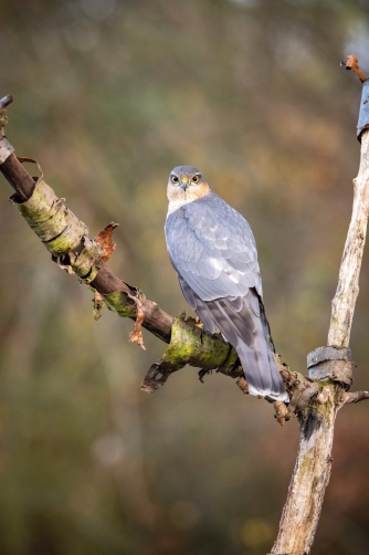 krahujec obecný (Accipiter nisus) Eurasian...