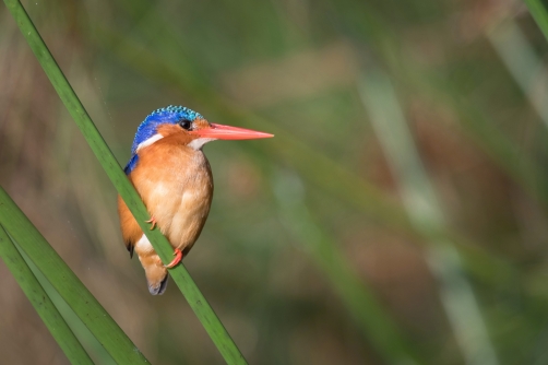 ledňáček malachitový (alcedo cristata)...