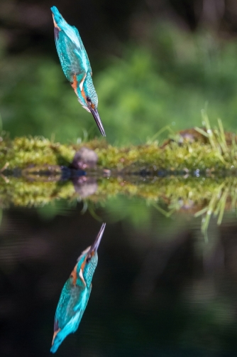 ledňáček říční (Alcedo atthis) Common...