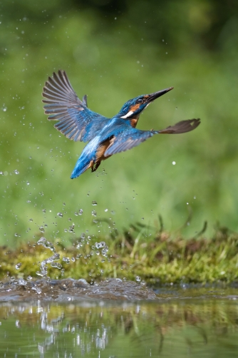 ledňáček říční (Alcedo atthis) Common...