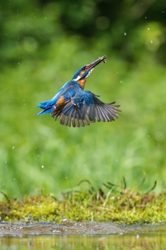 ledňáček říční (Alcedo atthis) Common...