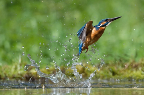 ledňáček říční (Alcedo atthis) Common...