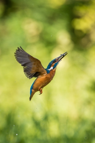 ledňáček říční (Alcedo atthis) Common...