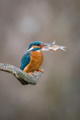 ledňáček říční (Alcedo atthis) Common...