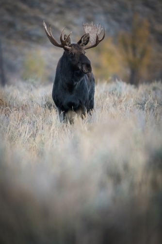 los yellowstonský (Alces alces shirasi)...