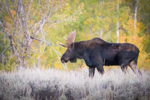 los yellowstonský (Alces alces shirasi)...