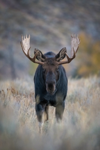 los yellowstonský (Alces alces shirasi)...