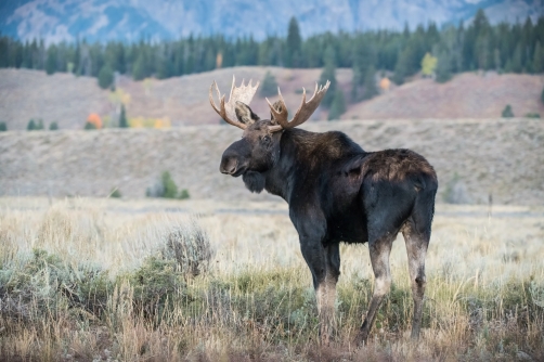 los yellowstonský (Alces alces shirasi)...