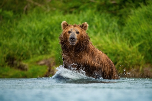 medvěd hnědý kamčatský (Ursus arctos...