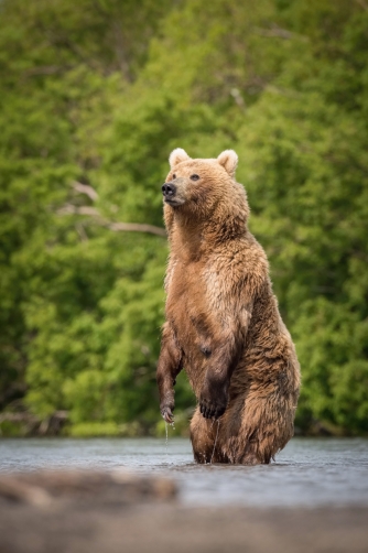 medvěd hnědý kamčatský (Ursus arctos...