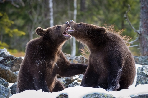 medvěd hnědý (Ursus arctos) Brown bear