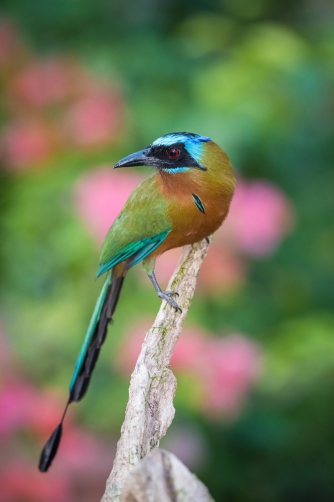 momot trinidadský (Momotus bahamensis)...