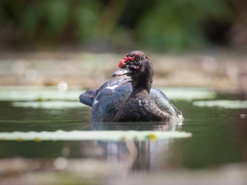 pižmovka velká (Cairina moschata) Muscovy...