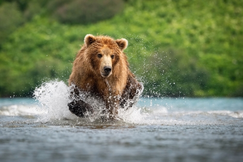 medvěd hnědý kamčatský (Ursus arctos...