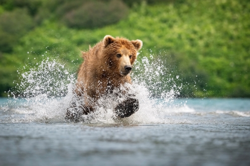 medvěd hnědý kamčatský (Ursus arctos...