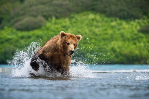 medvěd hnědý kamčatský (Ursus arctos...