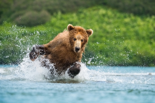 medvěd hnědý kamčatský (Ursus arctos...