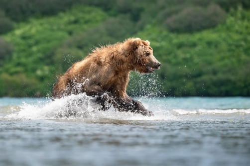 medvěd hnědý kamčatský (Ursus arctos...