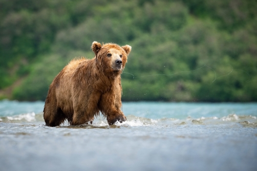 medvěd hnědý kamčatský (Ursus arctos...