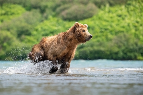 medvěd hnědý kamčatský (Ursus arctos...